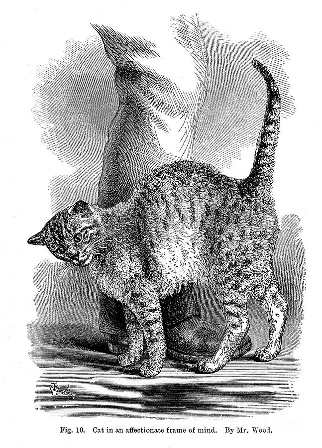 A Cat In Affectionate Frame Of Mind Drawing by Print Collector