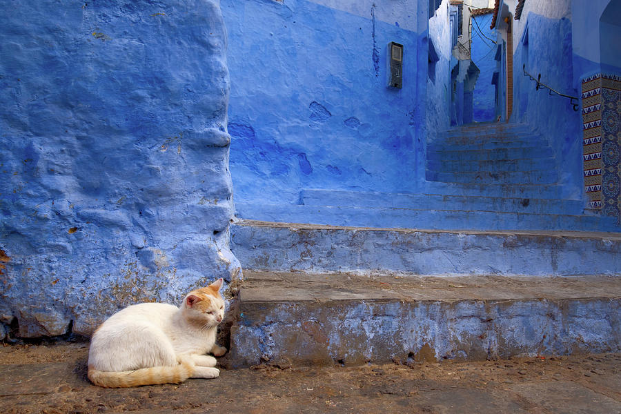 A Cat in Chefchaouen Photograph by Nicole Young