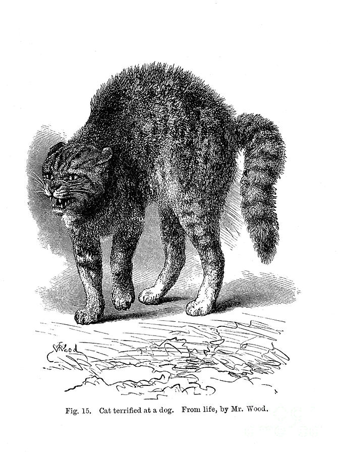 A Cat Terrified By A Dog, 1872 Drawing by Print Collector