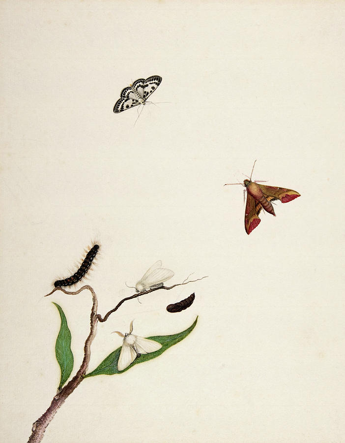 A Caterpillar and Two Moths on a Branch and Two Butterflies. Painting by Nicolaas Struyk