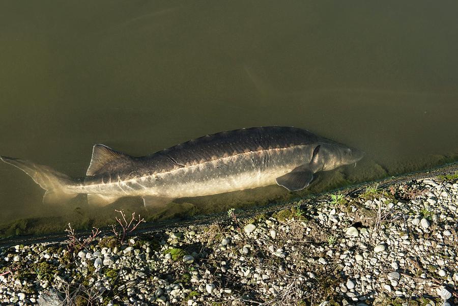A Caviar-producing Sturgeon, Treviso, Italy Photograph by Jalag / Stefano Scat