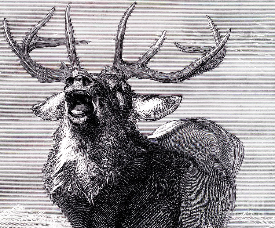 A Challenge, 1845  Drawing by Edwin Landseer