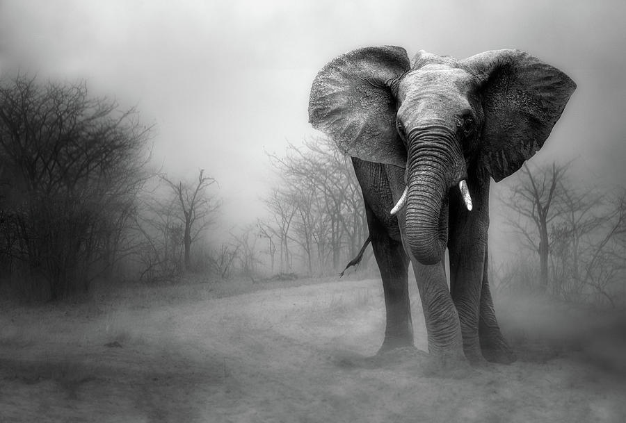 Elephants Photograph - A by Charlaine Gerber Elephants Photograph - A by Charlaine Gerber