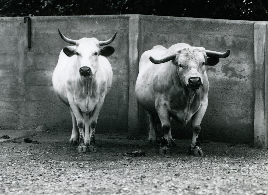 Mammal Photograph - A Chartley Bull And Cow At London Zoo, July 1924 by Frederick William Bond