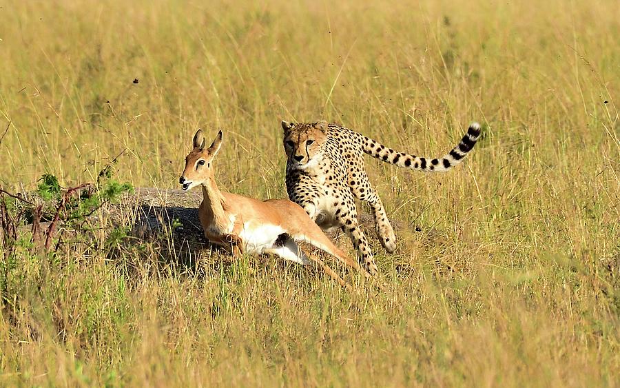 cheetah chasing deer