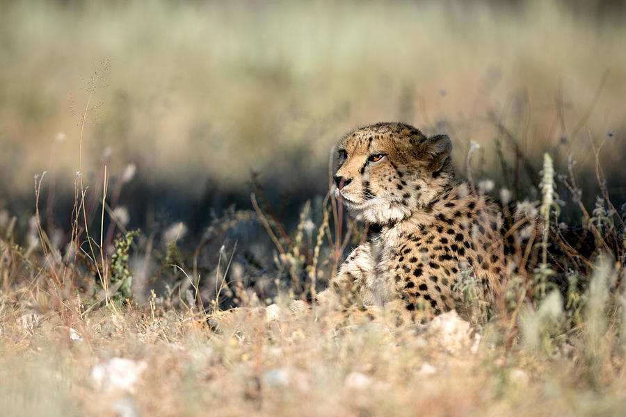 Animal Photograph - A Cheetah Looks On With Its Golden Eyes by Ben McRae