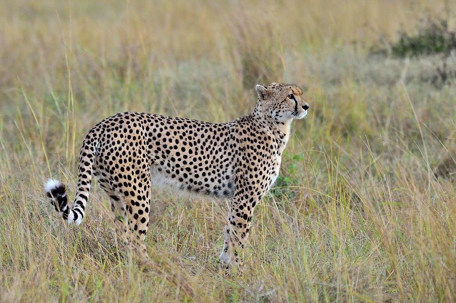 A Cheetah Walks The Savannah Photograph by Cavan Images - Fine Art America