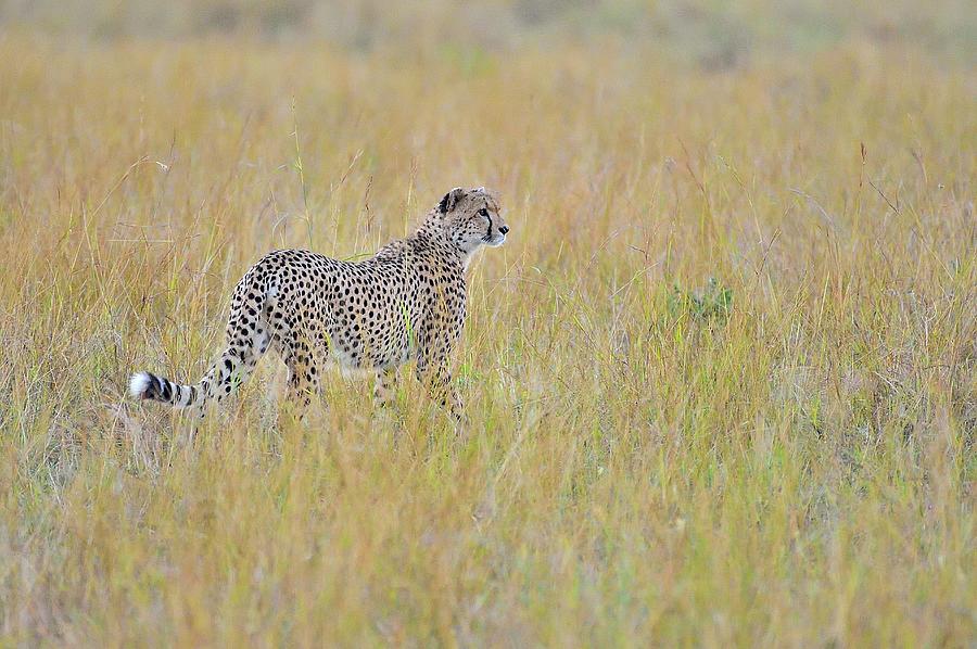 A Cheetah Walks The Savannah Looking For Its Prey Photograph by Cavan ...