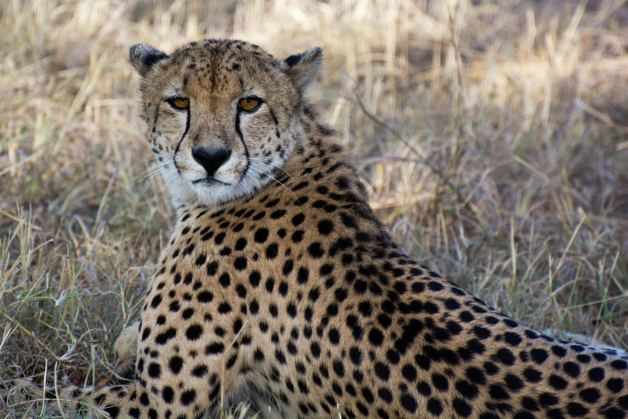 A Cheetahs stare Photograph by Mark Hunter