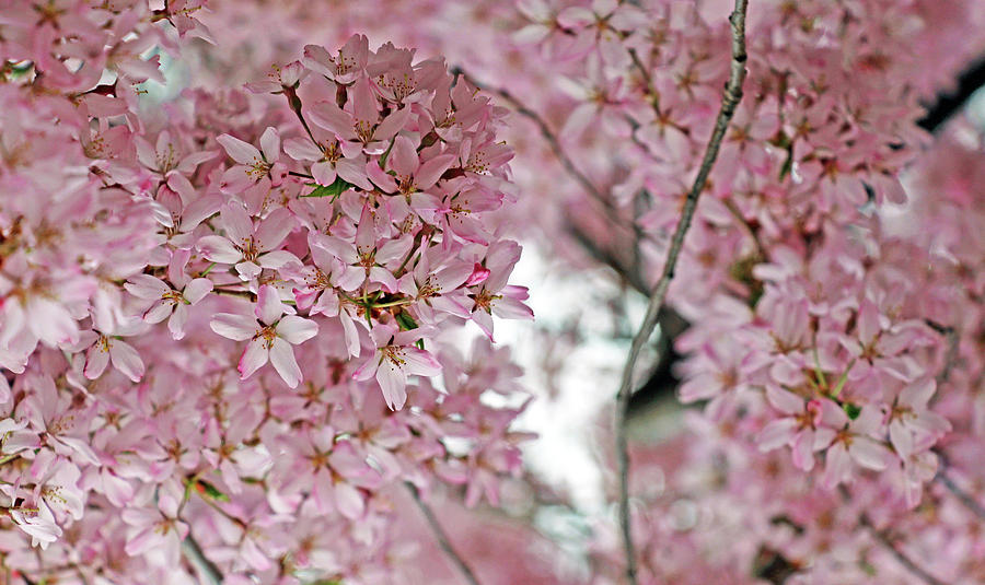 A Cherry Blossom Dream Photograph by Cora Wandel