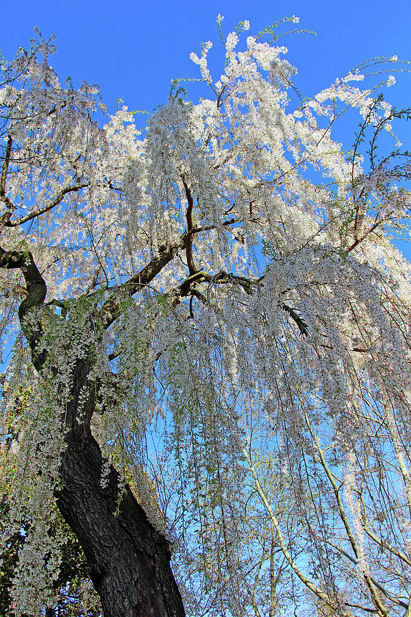 A Cherry Blossom Tree Photograph by Cora Wandel