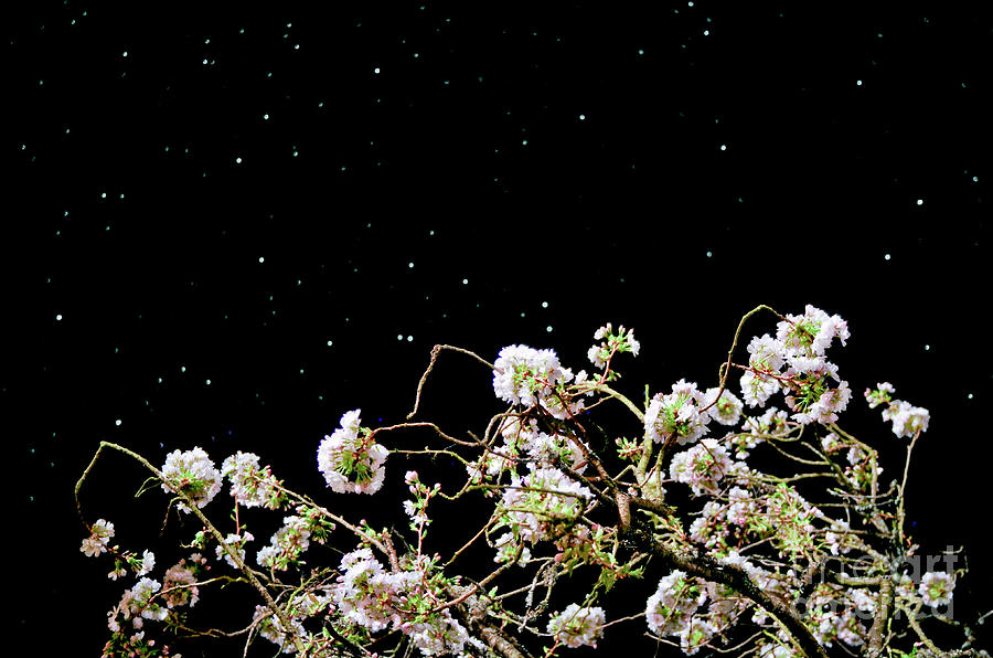 A Cherry Tree Under The Firmament Photo Photograph by Unknown
