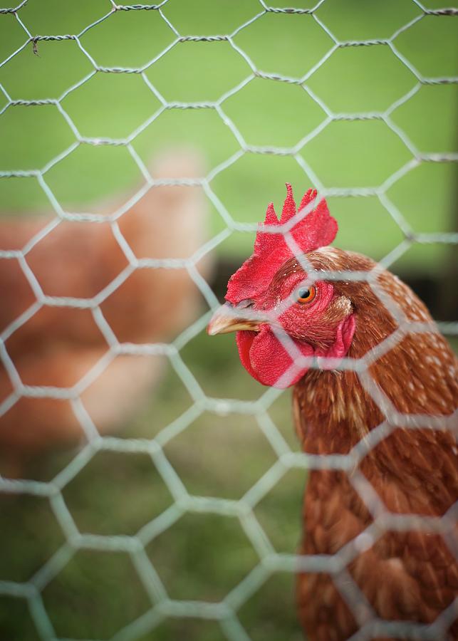 Chicken Photograph - A Chicken Behind A Metal Fence by Magdalena Hendey