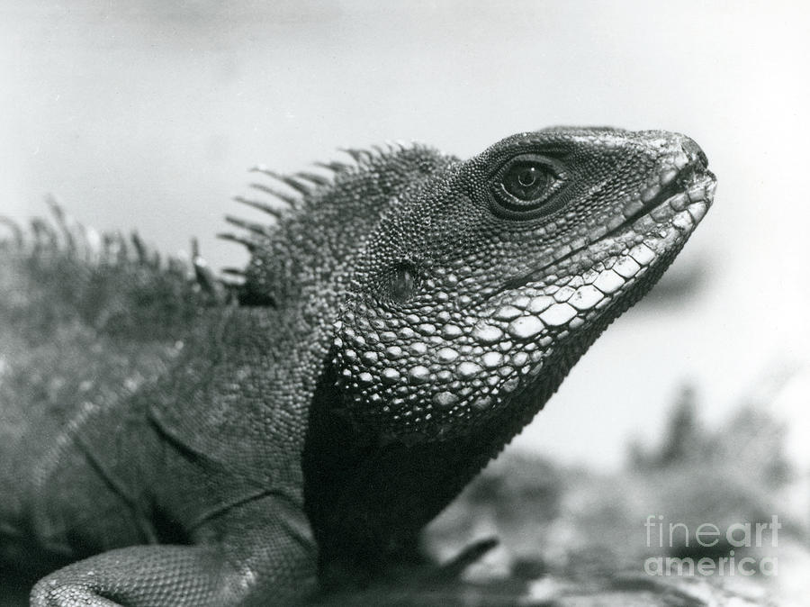 A Chinese/asian/thai/green Water Dragon At London Zoo In August 1928 Photograph by Frederick William Bond