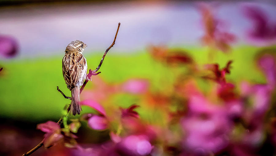 A Chipping Sparrow waiting to be framed Digital Art by Ed Stines