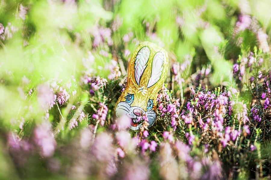 A Chocolate Easter Bunny Hidden Amongst The Flowers In The Garden Photograph by Foto4food