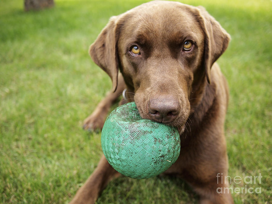 Play Photograph - A Chocolate Labrador Holds A Green Ball by John Kershner Play Photograph - A Chocolate Labrador Holds A Green Ball by John Kershner