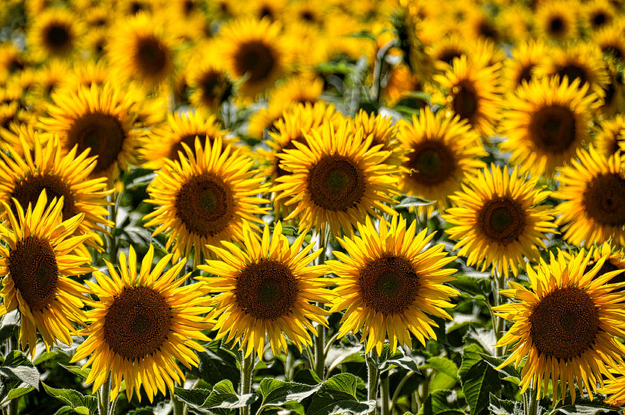 A Chorus of Sunflowers Photograph by D Cochener