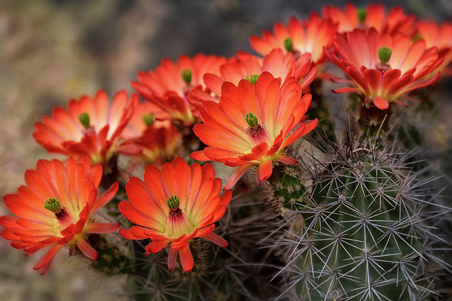 A Claret Cup Bouquet Photograph By Saija Lehtonen 