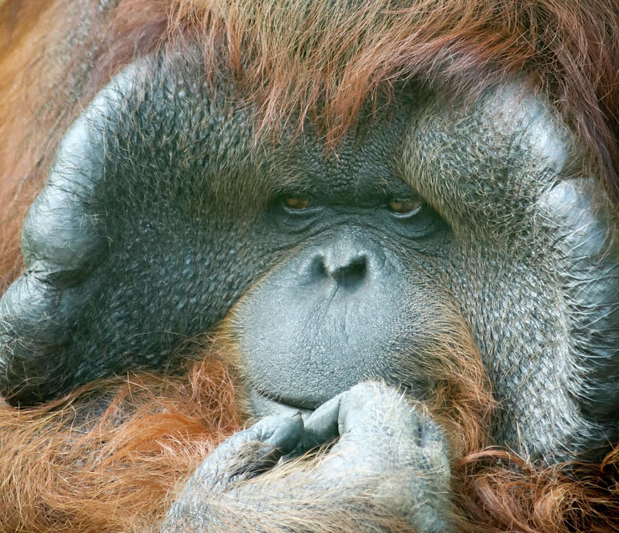 keeleco orangutan