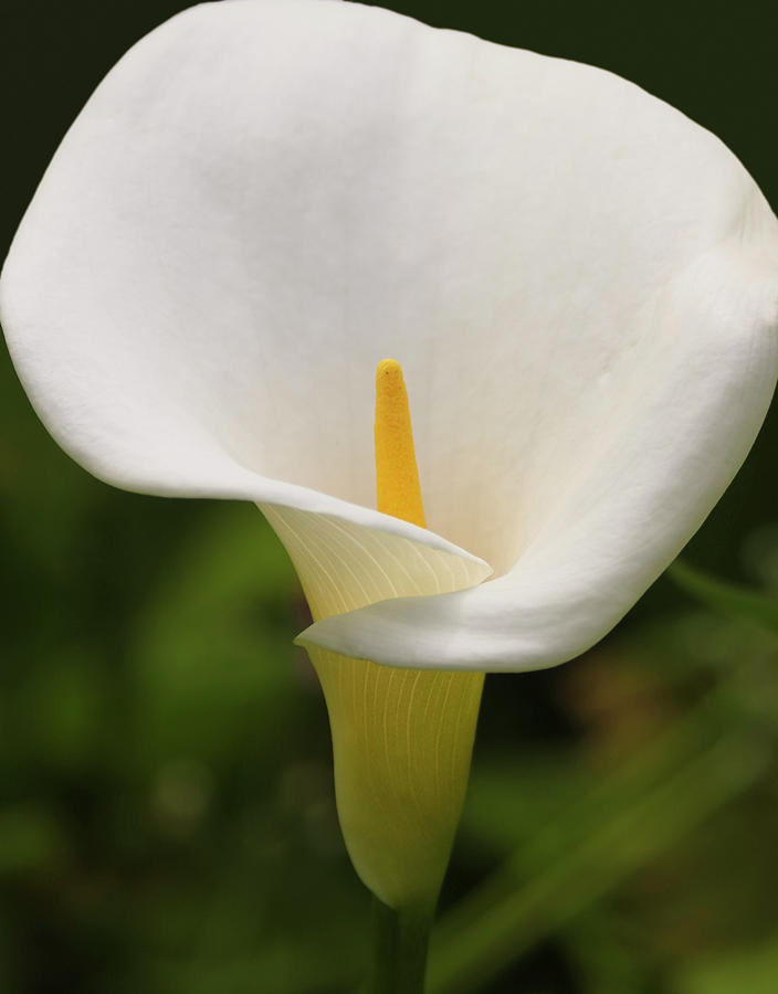 A Close Portrait Of A White Calla Lily, Zantedeschia Aethiopica Photograph
