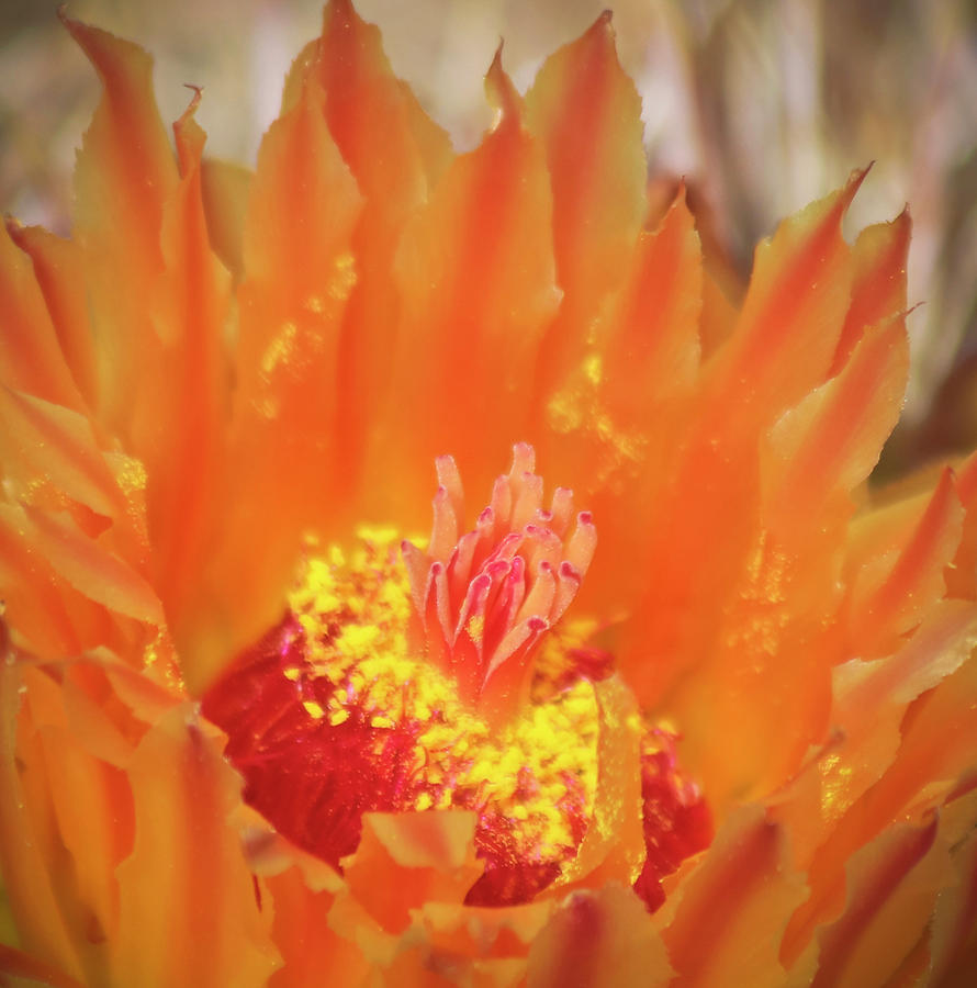 A Close Up Fishhook Barrel Cactus Flower, Portal, Az, Usa Photograph