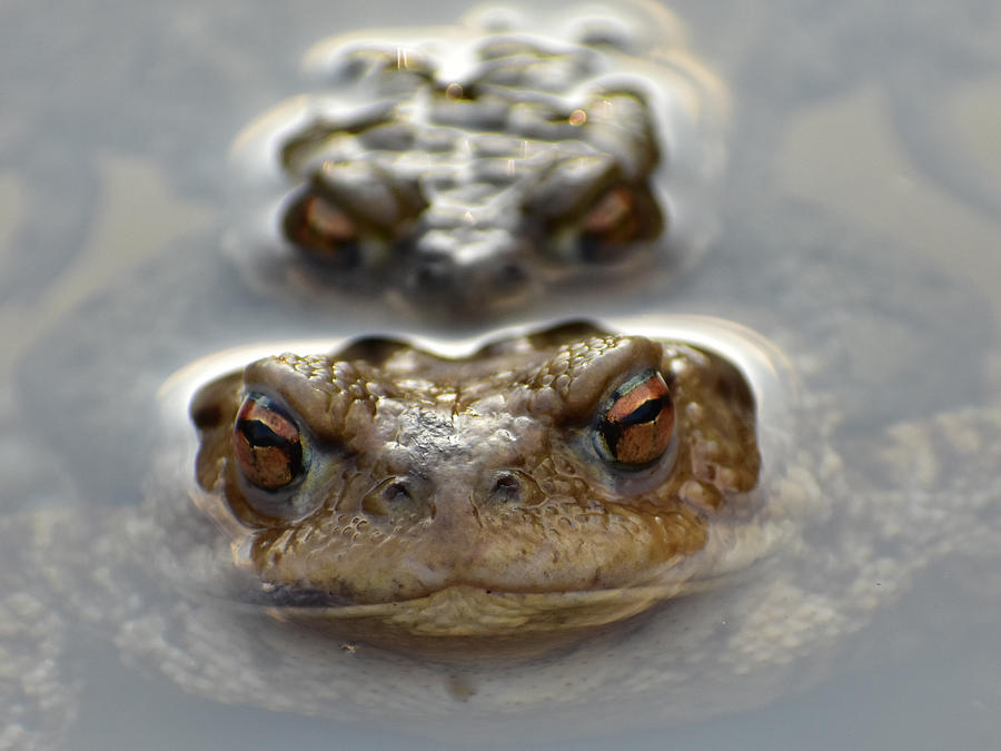 A Close Up Of A Female Common Toad During Mating Photograph By