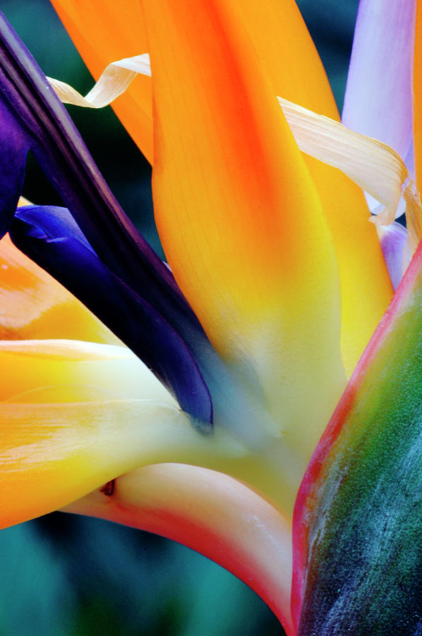 A Close-up Of A Flower Of A Bird Of Photograph by Eromaze