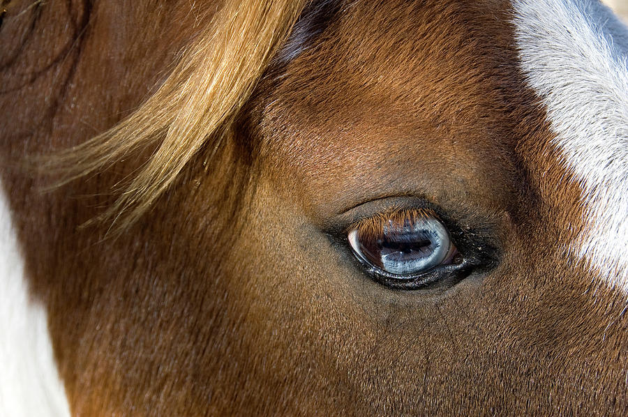 A Close-up Of A Horses Brown Eye Photograph by Tap10