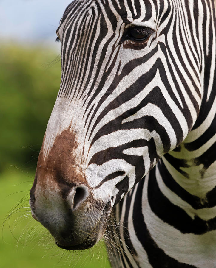 A Close Up Of A Zebra Face And Whiskered Muzzle, Equus Grevyi Photograph