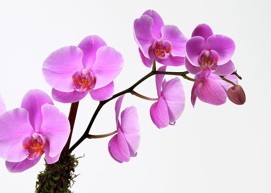 A Close-up Of An Orchid Branch Photograph by Nicholas Eveleigh