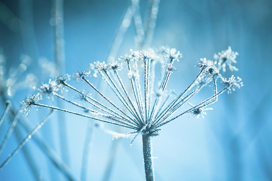 A Close-up Of Hoarfrost On A Plant Photograph by 5ugarless