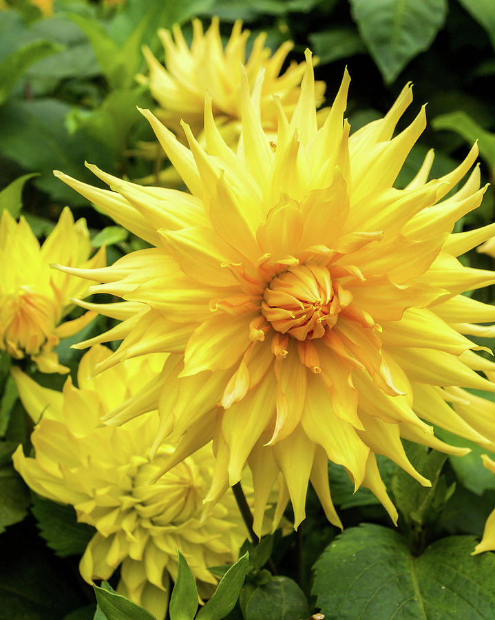 A close up of large, bright yellow dahlia blooms in the autumn flower ...