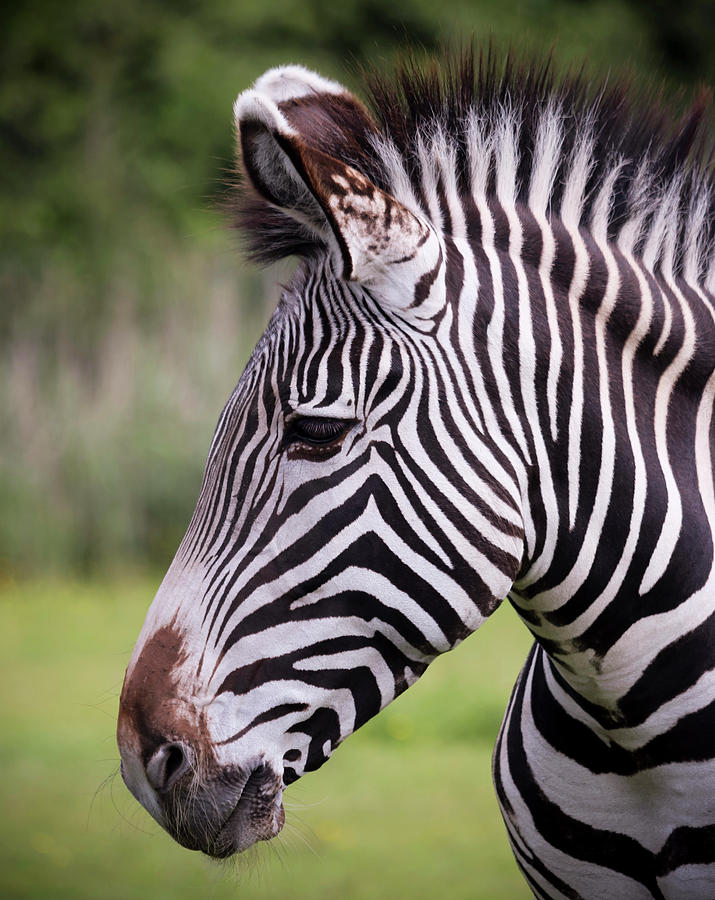 A Close Up View of a Zebra, Equus grevyi Photograph by Derrick Neill ...