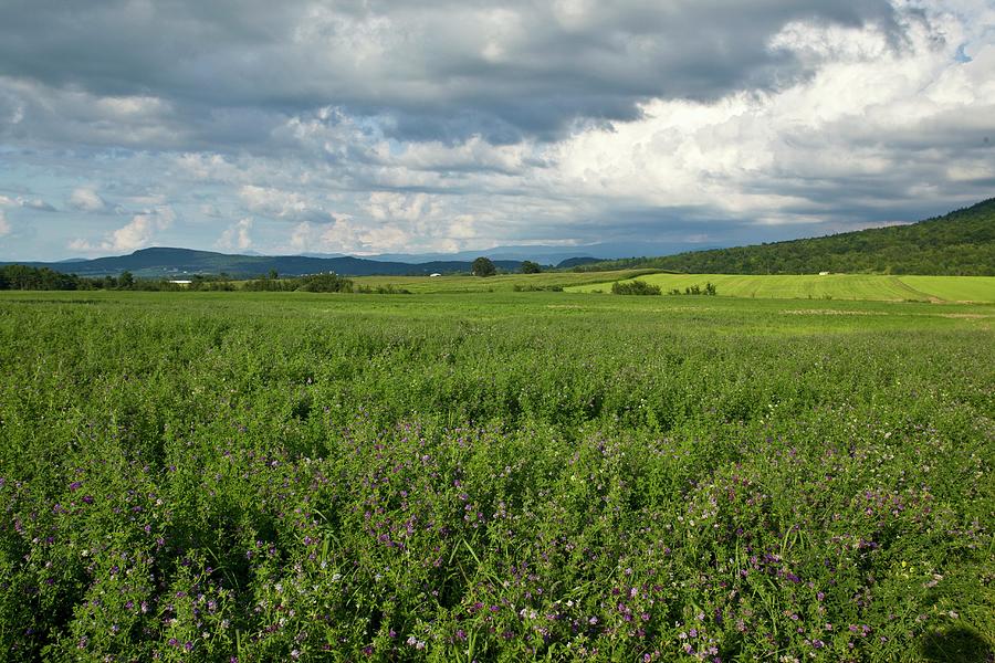 A Clover-field With A Cloudy Sky vermont, Usa Photograph by William Boch