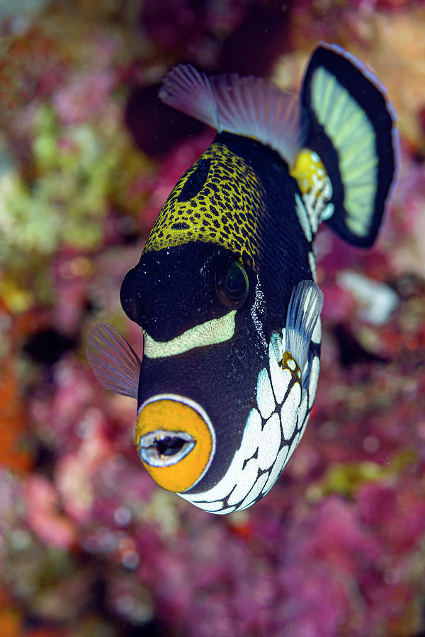 A Clown Triggerfish Balistoides Photograph by Bruce Shafer