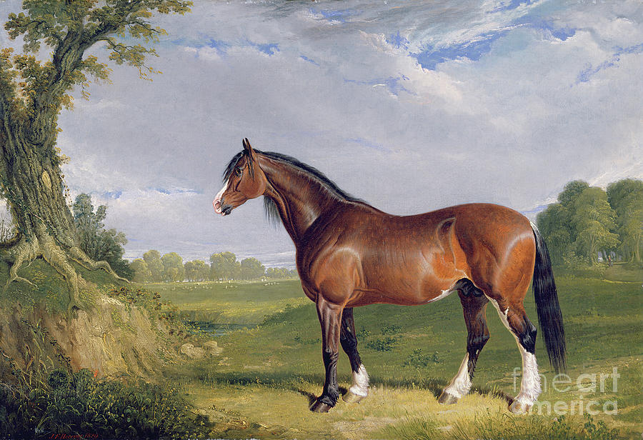 A Clydesdale Stallion, 1820 Painting by John Frederick Herring Snr ...