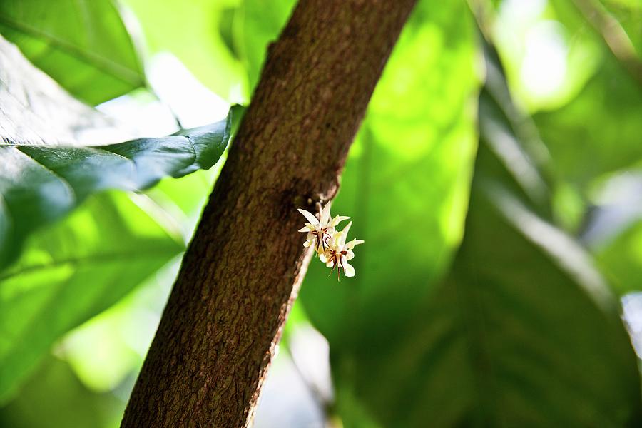A Cocoa Flower Before Developing Into A Cocoa Bean Photograph by George Blomfield