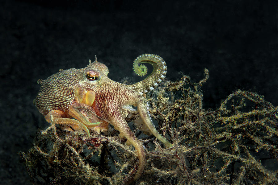 A Coconut Octopus Makes Its Way Photograph by Stocktrek Images