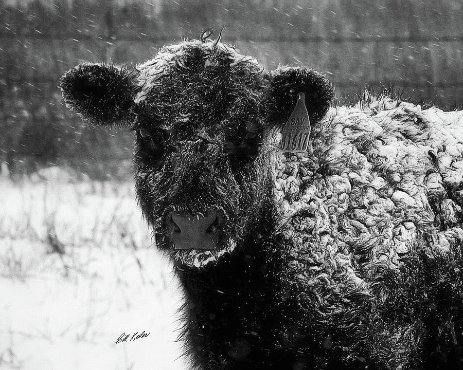 A Cold Stare Photograph by Bill Kesler