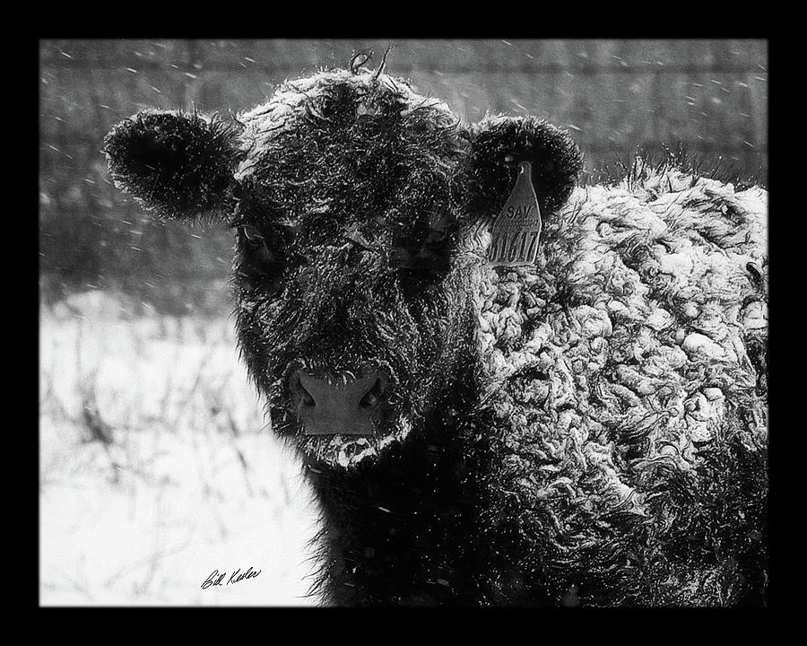 A Cold Stare - Black Border Photograph by Bill Kesler