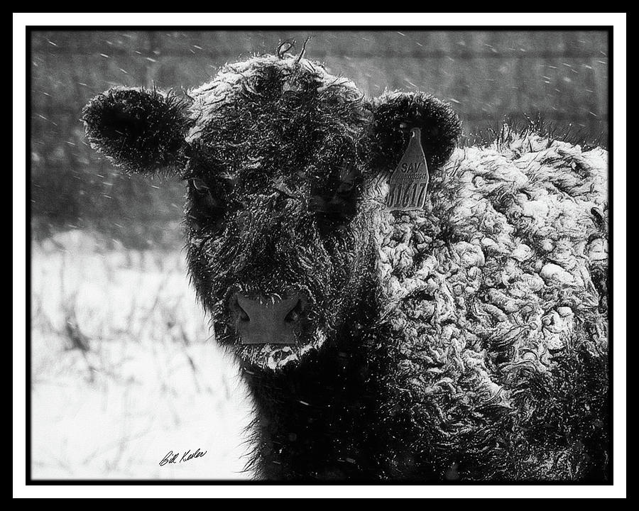 A Cold Stare - Black White Border Photograph by Bill Kesler