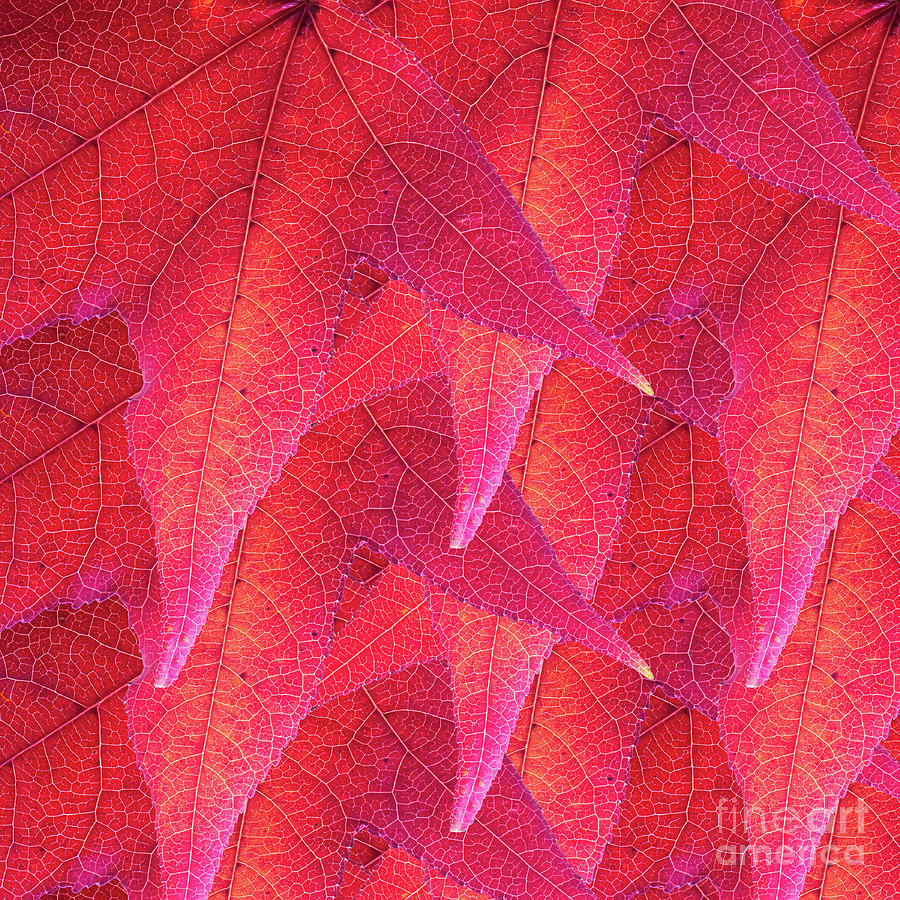 A collage featuring a Sweetgum leaf in full Fall or Autumn color ...