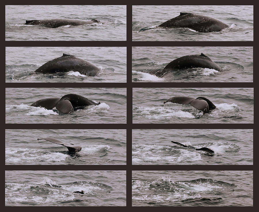 A Collage Of A Humpback Whale  As It Begins Its Sounding Dive Photograph