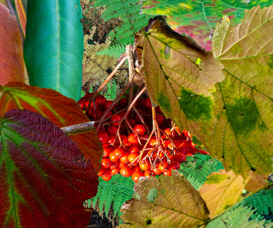 A Collage of Fall Leaves and Berries Photograph by L Bosco