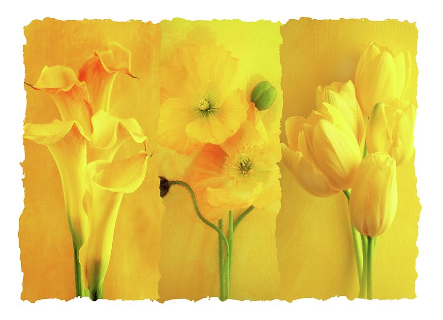 A Collage Of Yellow Flowers Photograph by Imagewerks