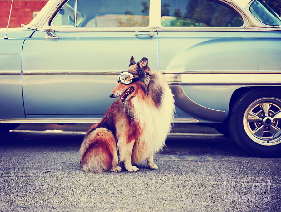 Small Photograph - A Collie Posing For The Camera In Front by Annette Shaff Small Photograph - A Collie Posing For The Camera In Front by Annette Shaff