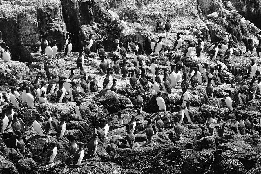 A Colony Of Guillemots Monochrome Photograph by Jeff Townsend