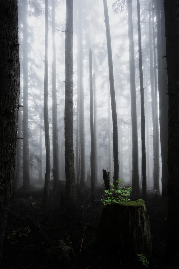 A Color In The Foggy Forest Photograph by Tomomi Yamada - Fine Art America