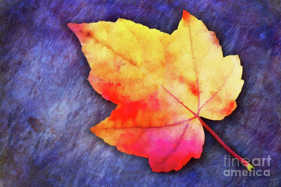 A Colorful Fall Memory Photograph by Anita Pollak
